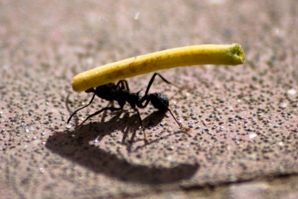 Ant lifting photo by Pablo Romeo. License: CC BY 2.0.